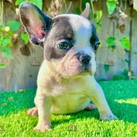 Hailey (French Bulldog), a female French Bulldog for sale in San Diego, CA – Photo 2 of 4