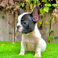 Hailey (French Bulldog), a female French Bulldog for sale in San Diego, CA – Photo 3 of 4