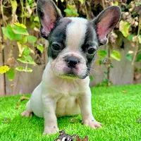 Hailey (French Bulldog), a female French Bulldog for sale in San Diego, CA – Photo 4 of 4