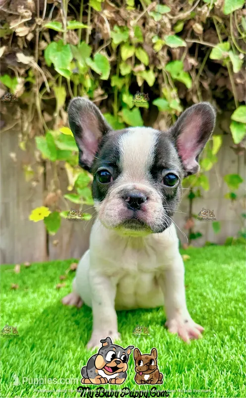 Hailey (French Bulldog)