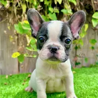 Hailey (French Bulldog), a female French Bulldog for sale in San Diego, CA – Photo 1 of 4