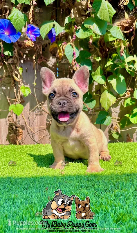 Rex (Fawn French Bulldog)