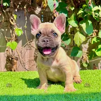 Rex (Fawn French Bulldog), a male French Bulldog for sale in San Diego, CA – Photo 1 of 4