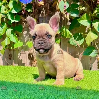 Rex (Fawn French Bulldog), a male French Bulldog for sale in San Diego, CA – Photo 2 of 4