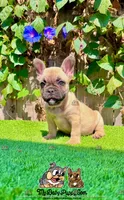 Rex (Fawn French Bulldog), a male French Bulldog for sale in San Diego, CA – Photo 2 of 4