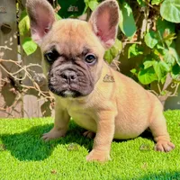 Rex (Fawn French Bulldog), a male French Bulldog for sale in San Diego, CA – Photo 4 of 4