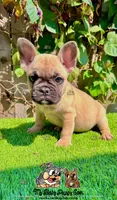 Rex (Fawn French Bulldog), a male French Bulldog for sale in San Diego, CA – Photo 4 of 4