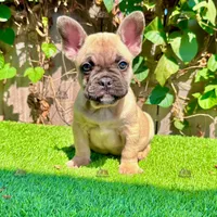 Rex (Fawn French Bulldog), a male French Bulldog for sale in San Diego, CA – Photo 3 of 4