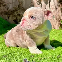 Bonnie (Lilac Merle), a female English Bulldog for sale in San Diego, CA – Photo 3 of 4