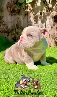 Bonnie (Lilac Merle), a female English Bulldog for sale in San Diego, CA – Photo 3 of 4