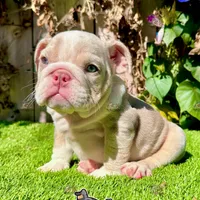 Bonnie (Lilac Merle), a female English Bulldog for sale in San Diego, CA – Photo 1 of 4