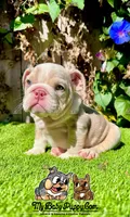 Bonnie (Lilac Merle), a female English Bulldog for sale in San Diego, CA – Photo 1 of 4