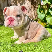 Bonnie (Lilac Merle), a female English Bulldog for sale in San Diego, CA – Photo 4 of 4