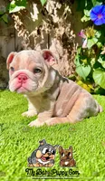 Bonnie (Lilac Merle), a female English Bulldog for sale in San Diego, CA – Photo 4 of 4