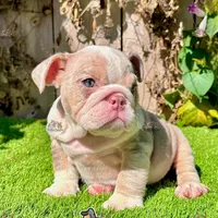 Bonnie (Lilac Merle), a female English Bulldog for sale in San Diego, CA – Photo 2 of 4