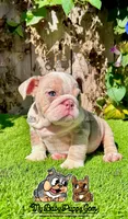 Bonnie (Lilac Merle), a female English Bulldog for sale in San Diego, CA – Photo 2 of 4
