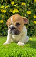 🐶 Bella – Traditional Fawn English Bulldog Female , a female English Bulldog for sale in San Diego, CA – 2 of 4