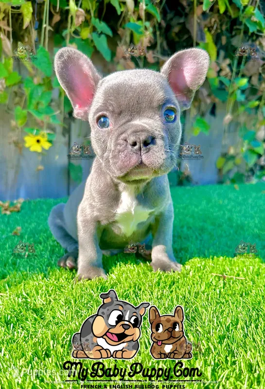 Ryder (Blue French Bulldog)