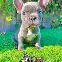 Ryder (Blue French Bulldog), a male French Bulldog for sale in San Diego, CA – Photo 1 of 4