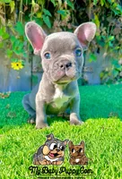 Ryder (Blue French Bulldog), a male French Bulldog for sale in San Diego, CA – Photo 1 of 4