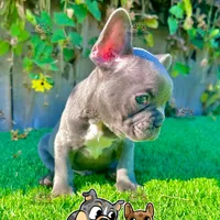 Ryder (Blue French Bulldog), a male French Bulldog for sale in San Diego, CA – Photo 4 of 4