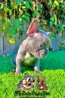 Ryder (Blue French Bulldog), a male French Bulldog for sale in San Diego, CA – Photo 4 of 4