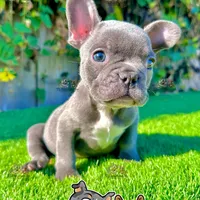 Ryder (Blue French Bulldog), a male French Bulldog for sale in San Diego, CA – Photo 2 of 4