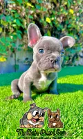 Ryder (Blue French Bulldog), a male French Bulldog for sale in San Diego, CA – Photo 2 of 4
