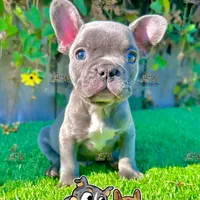Ryder (Blue French Bulldog), a male French Bulldog for sale in San Diego, CA – Photo 3 of 4