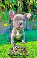 Ryder (Blue French Bulldog), a male French Bulldog for sale in San Diego, CA – Photo 3 of 4