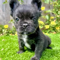Bruno (Fluffy), a male French Bulldog for sale in San Diego, CA – Photo 4 of 4