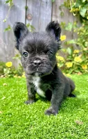 Bruno (Fluffy), a male French Bulldog for sale in San Diego, CA – Photo 4 of 4