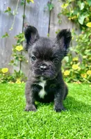 Bruno (Fluffy), a male French Bulldog for sale in San Diego, CA – Photo 2 of 4