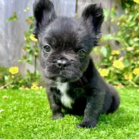 Bruno (Fluffy), a male French Bulldog for sale in San Diego, CA – Photo 3 of 4