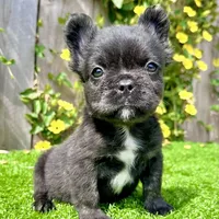 Bruno (Fluffy), a male French Bulldog for sale in San Diego, CA – Photo 1 of 4