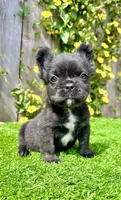 Bruno (Fluffy), a male French Bulldog for sale in San Diego, CA – Photo 1 of 4