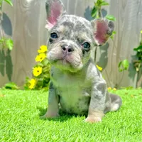 Chip (Blue Merle Frenchie), a male French Bulldog for sale in San Diego, CA – Photo 2 of 4