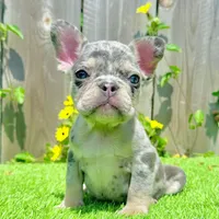 Chip (Blue Merle Frenchie), a male French Bulldog for sale in San Diego, CA – Photo 4 of 4