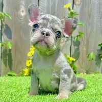 Chip (Blue Merle Frenchie), a male French Bulldog for sale in San Diego, CA – Photo 3 of 4