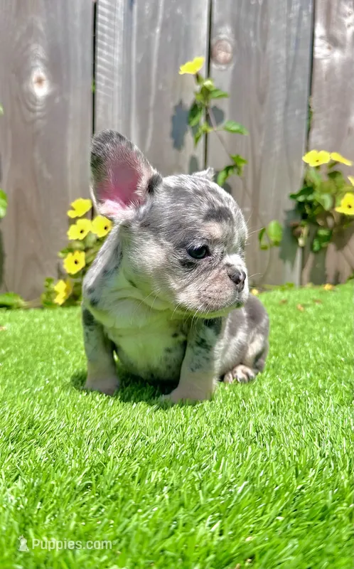 Chip (Blue Merle Frenchie)