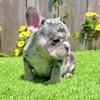 Chip (Blue Merle Frenchie), a male French Bulldog for sale in San Diego, CA – Photo 1 of 4