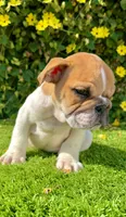 🐶 Bella – Traditional Fawn English Bulldog Female , a female English Bulldog for sale in San Diego, CA – 3 of 4