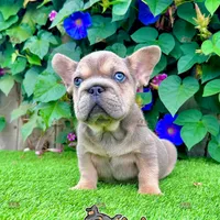Frank (Big Rope Frenchie), a male French Bulldog for sale in San Diego, CA – Photo 4 of 4