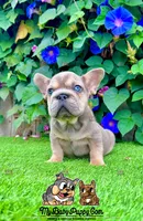 Frank (Big Rope Frenchie), a male French Bulldog for sale in San Diego, CA – Photo 4 of 4