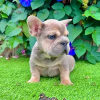 Frank (Big Rope Frenchie), a male French Bulldog for sale in San Diego, CA – Photo 3 of 4