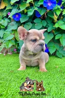 Frank (Big Rope Frenchie), a male French Bulldog for sale in San Diego, CA – Photo 3 of 4