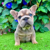 Frank (Big Rope Frenchie), a male French Bulldog for sale in San Diego, CA – Photo 1 of 4