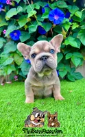 Frank (Big Rope Frenchie), a male French Bulldog for sale in San Diego, CA – Photo 1 of 4