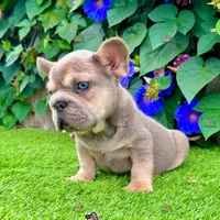 Frank (Big Rope Frenchie), a male French Bulldog for sale in San Diego, CA – Photo 2 of 4