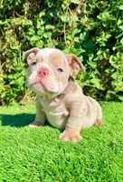Chanel (English Bulldog), a female English Bulldog for sale in San Diego, CA – 4 of 4